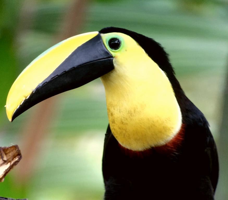 Saguamby Mindo Lodge Экстерьер фото